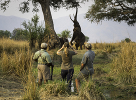 safari - Mana Pools